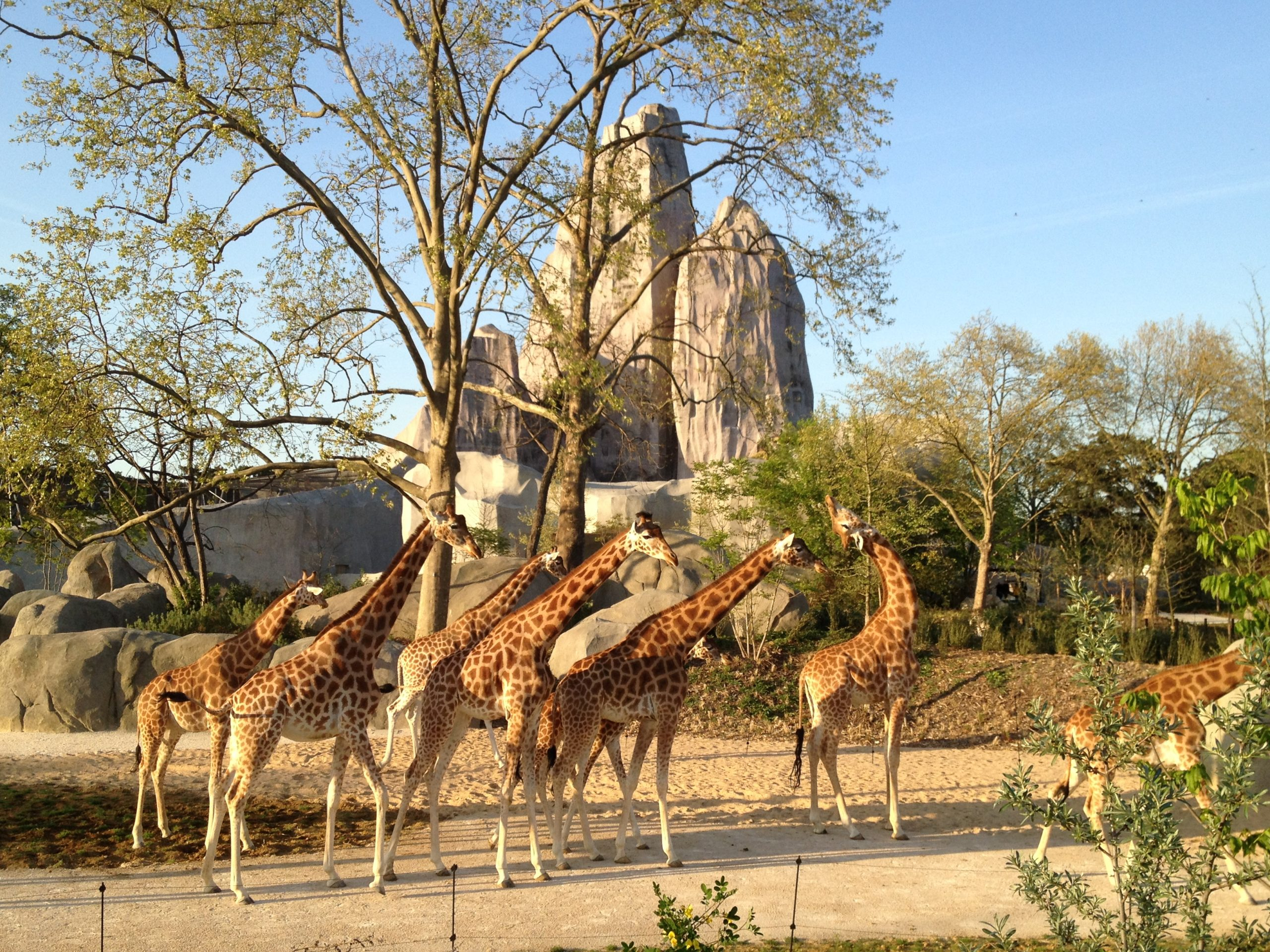 giraffes au parc zoologique de paris